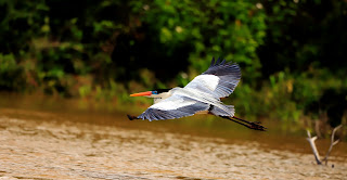 Tocantins é um dos locais preferidos para os observadores de aves