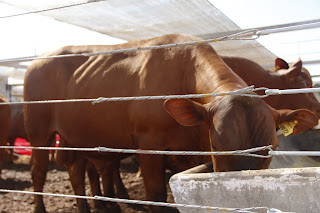 Pavilhão da Pecuária é preparado para receber animais para a Agrotins 2022