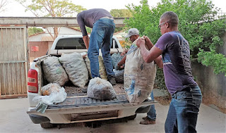 Comitês de Bacia Hidrográfica coletam quase 4 toneladas de sementes de espécies do Cerrado para cultivo de mudas no Tocantins