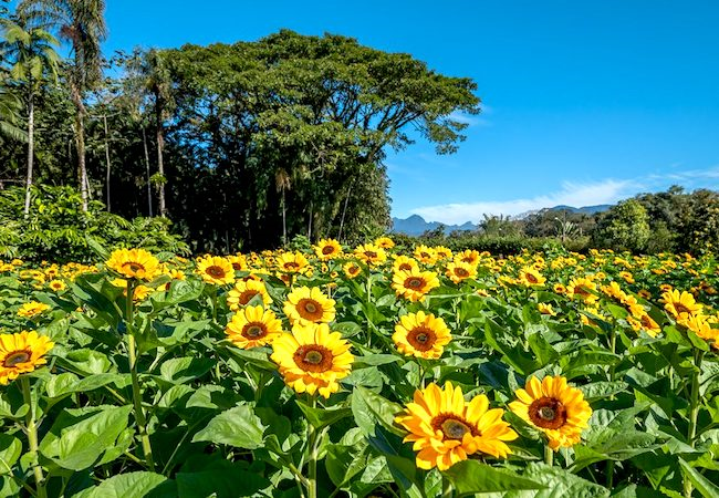 Começou o Festival dos Girassóis em Joinville
