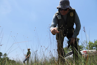 Naturatins finaliza ciclos de fiscalização em campos de coleta do capim-dourado no Jalapão