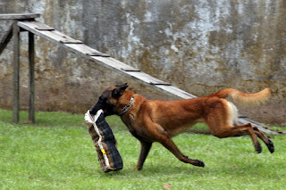FESTIVAL PANAMERICANO DE CÃES É ATRAÇÃO EM MARITUBA