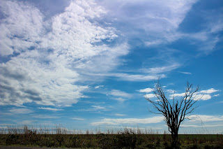Cerrado: um dia para celebrar esta maravilha da natureza 