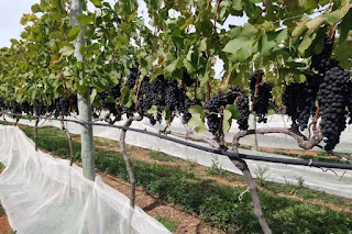 Minas Gerais atrai turistas com vinhos, azeites, cafés e queijos