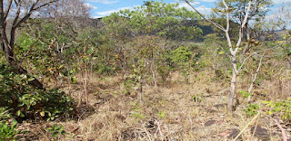 Monitor de Secas indica piora no Tocantins em maio